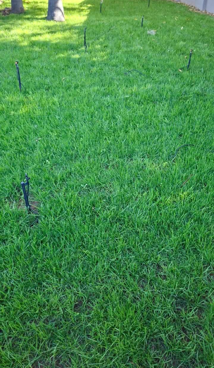 Lawn planting project